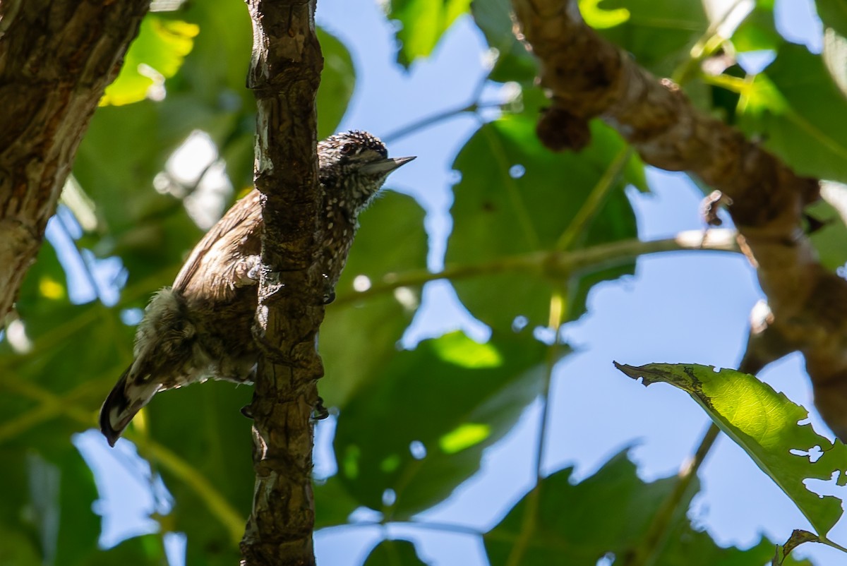 Spotted Piculet - ML634192213