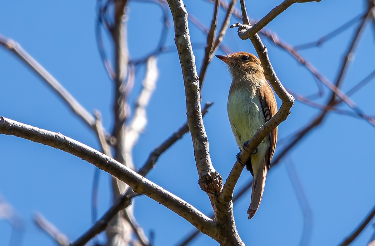 Ash-throated Casiornis - ML634192332