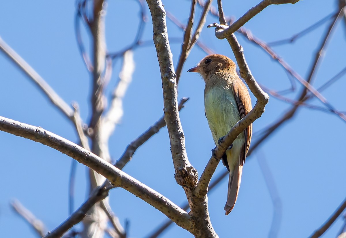 Ash-throated Casiornis - ML634192335