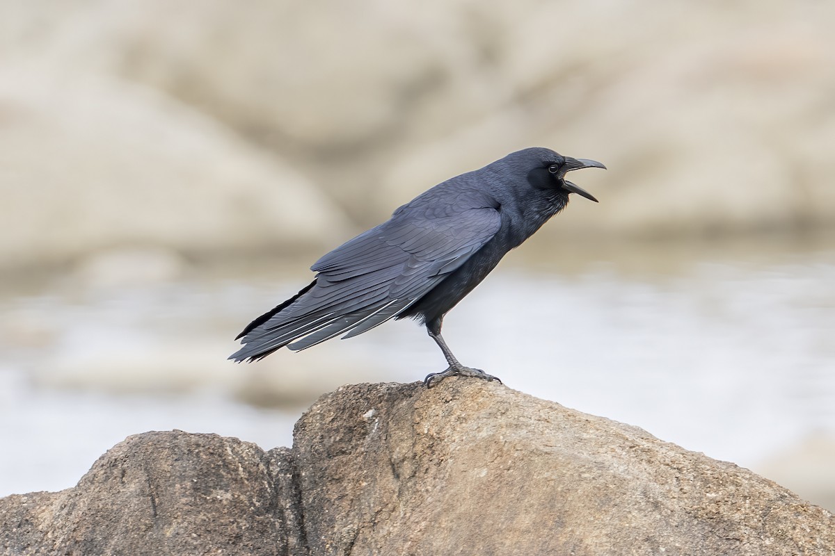 Fish Crow - ML634192371