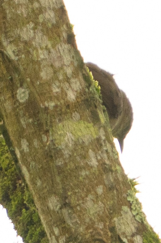 Rufous-fronted Thornbird - ML634192535