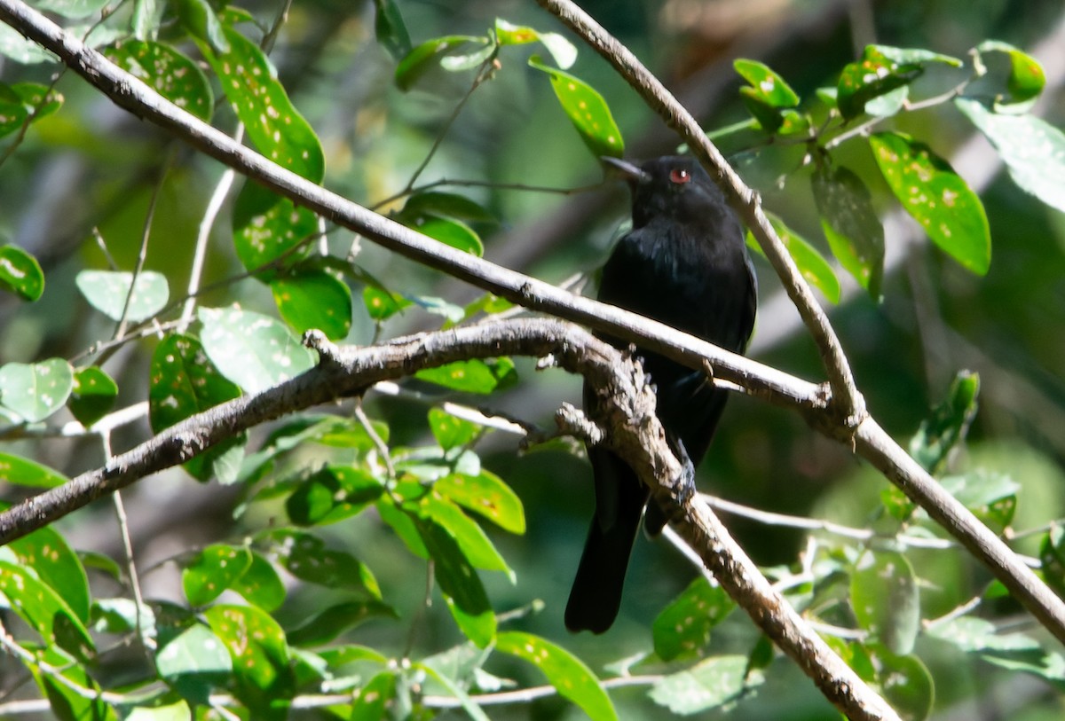Caatinga Black-Tyrant - ML634192556