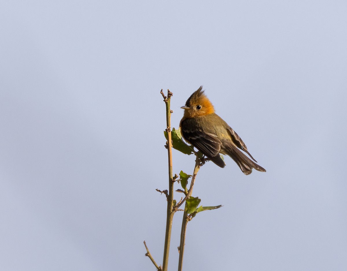 Tufted Flycatcher - ML634192591