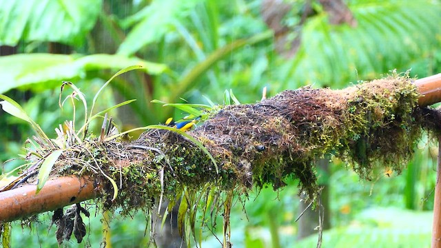 Orange-bellied Euphonia - ML634192614
