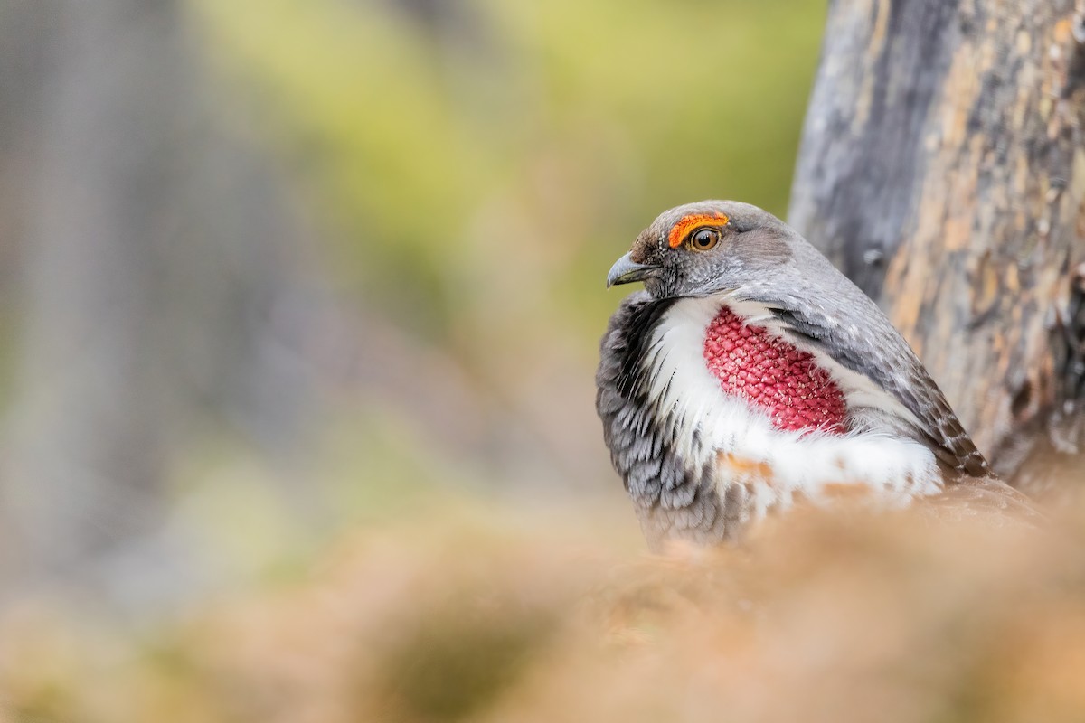 Dusky Grouse - ML634192625