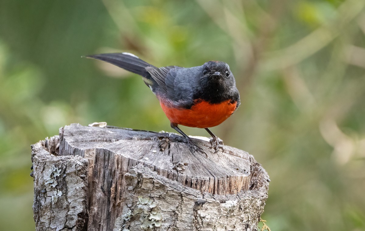Slate-throated Redstart - ML634192626