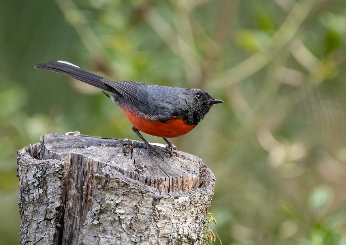 Slate-throated Redstart - ML634192627