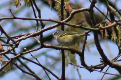 Graukopfvireo - ML634192665