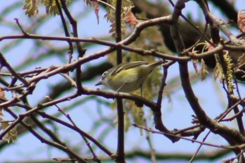 Graukopfvireo - ML634192666