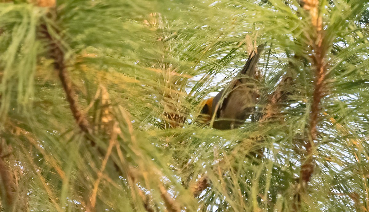 Olive Warbler - ML634192683