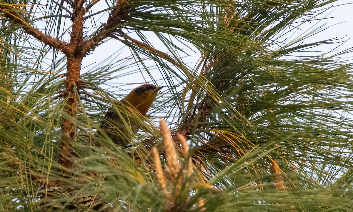 Olive Warbler - ML634192684