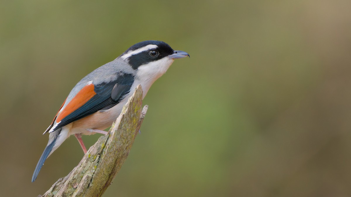 White-browed Shrike-Babbler - ML634192702