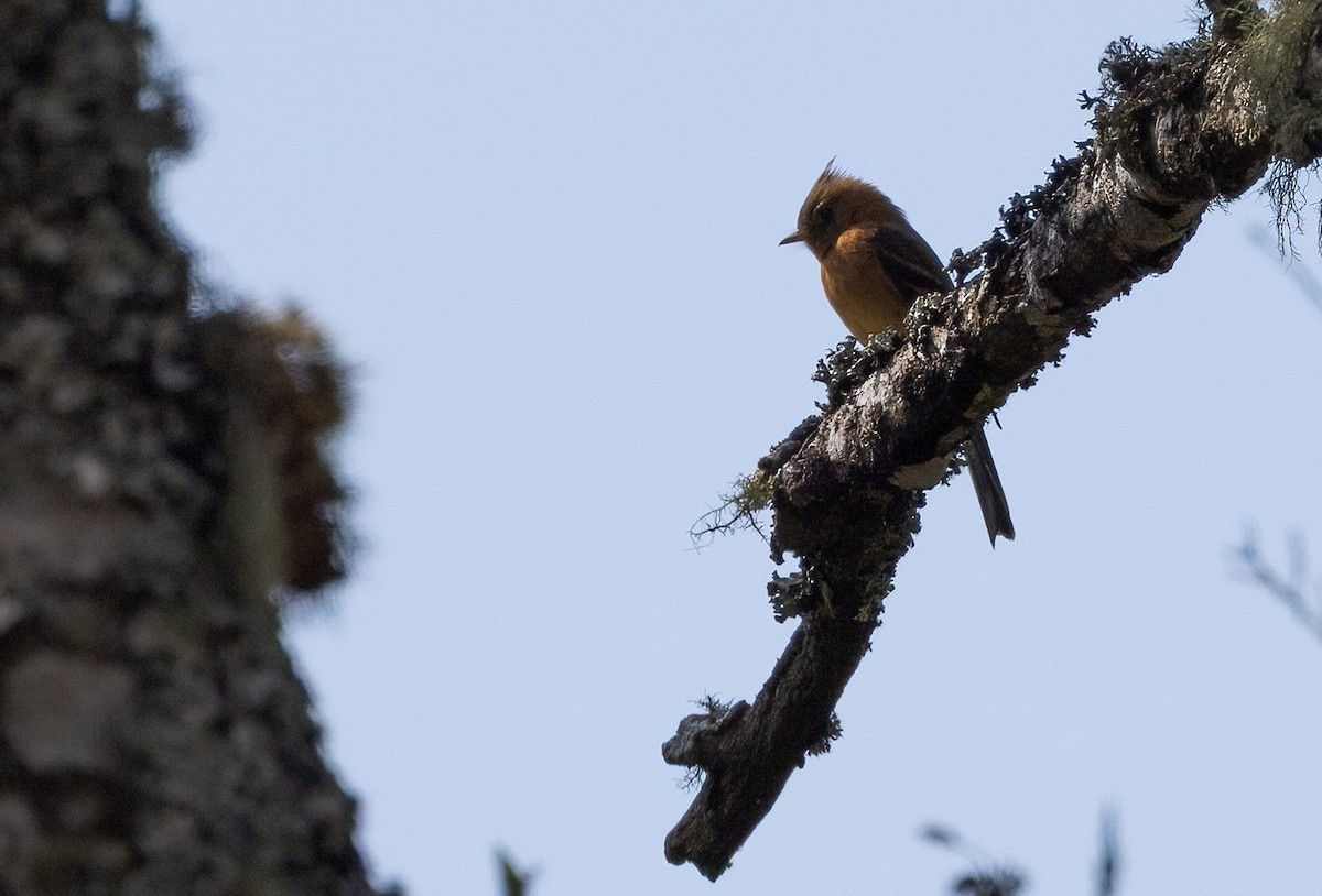 Tufted Flycatcher - ML634192722