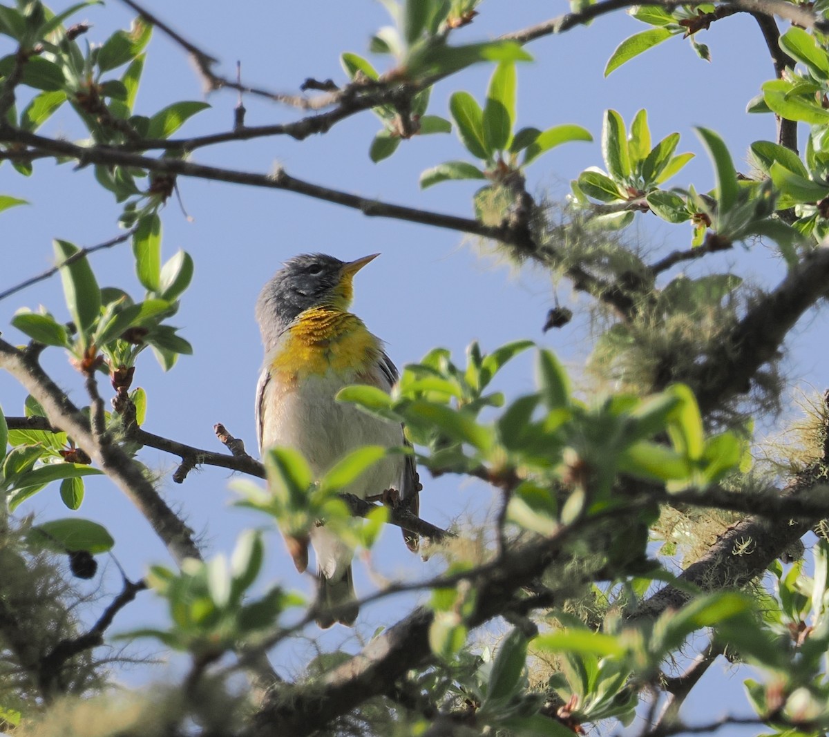 Northern Parula - ML634192804
