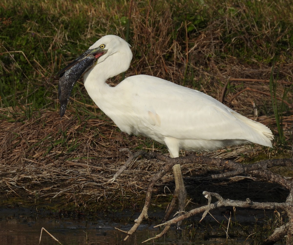 Great Blue Heron (Great White) - ML634192859