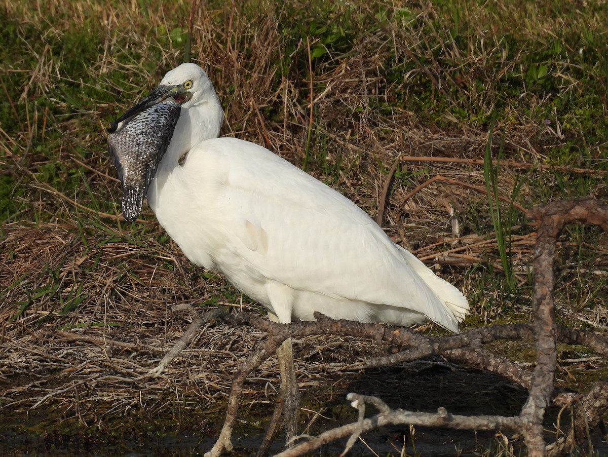 Great Blue Heron (Great White) - ML634192860