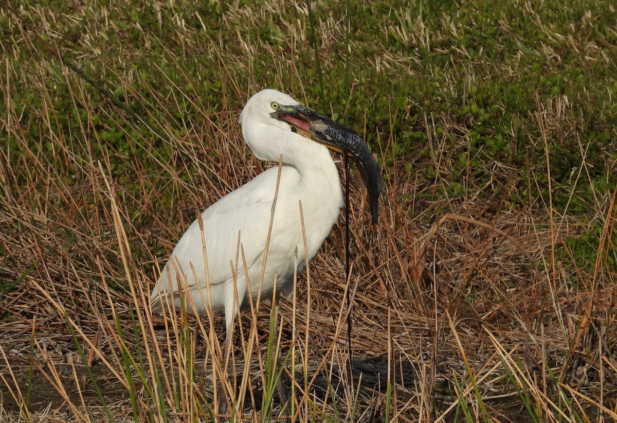 Great Blue Heron (Great White) - ML634192861
