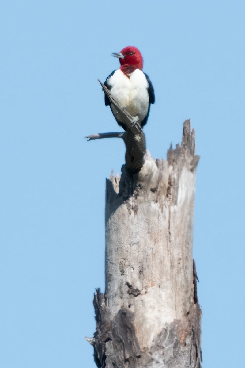 Red-headed Woodpecker - ML634192880