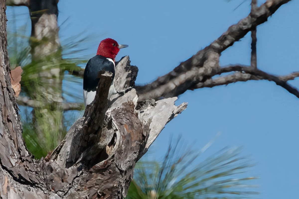 Red-headed Woodpecker - ML634192881