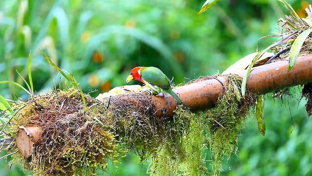 Red-headed Barbet - ML634192893
