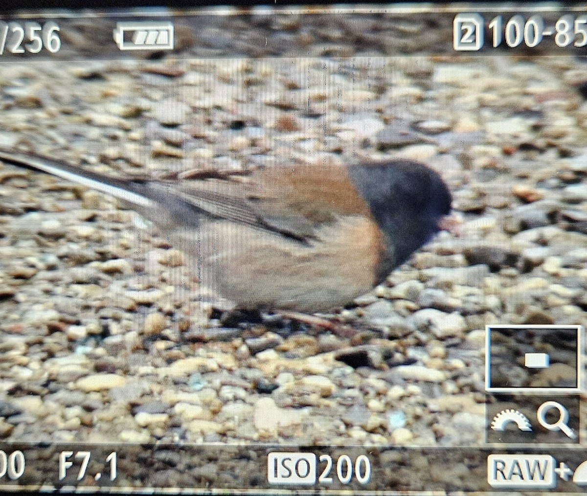 Dark-eyed Junco (Oregon) - ML634192895