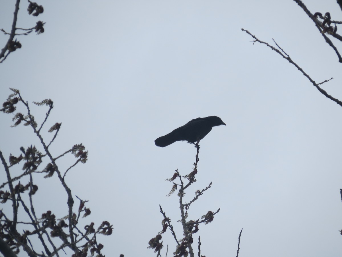 Fish Crow - ML634192983