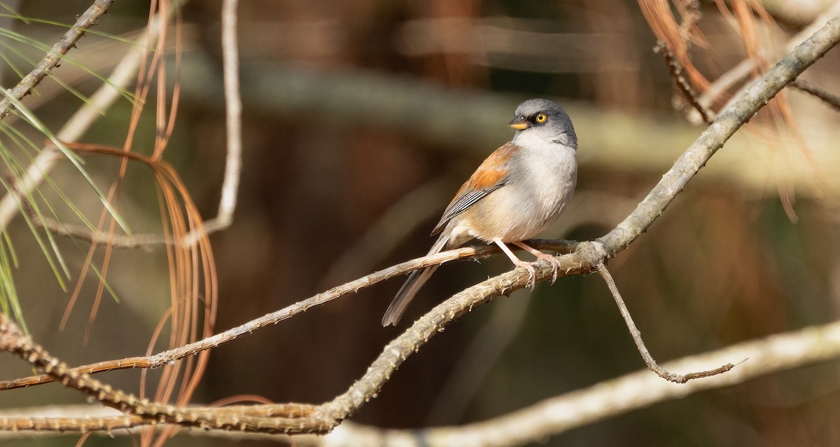 Yellow-eyed Junco - ML634192985