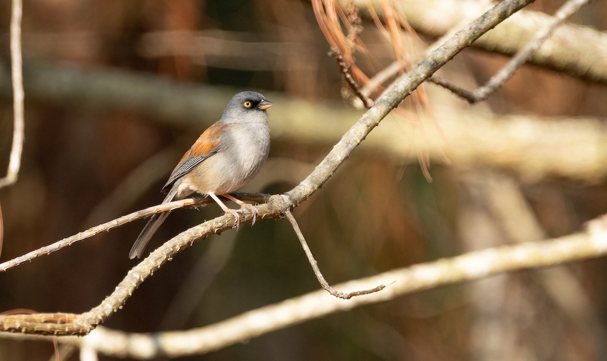 Yellow-eyed Junco - ML634192986