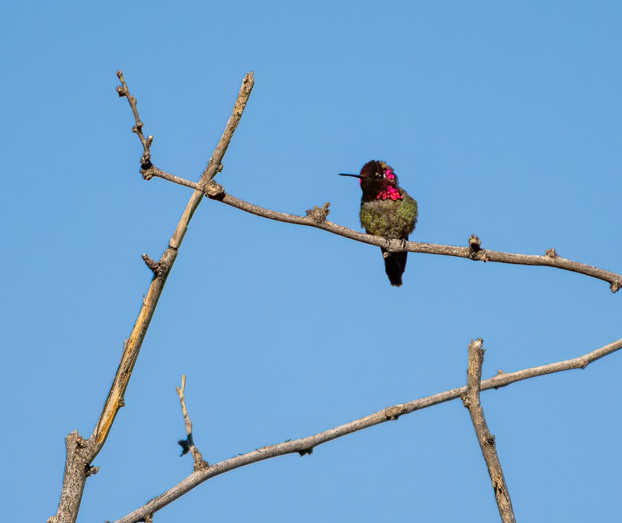 Anna's Hummingbird - ML634192990