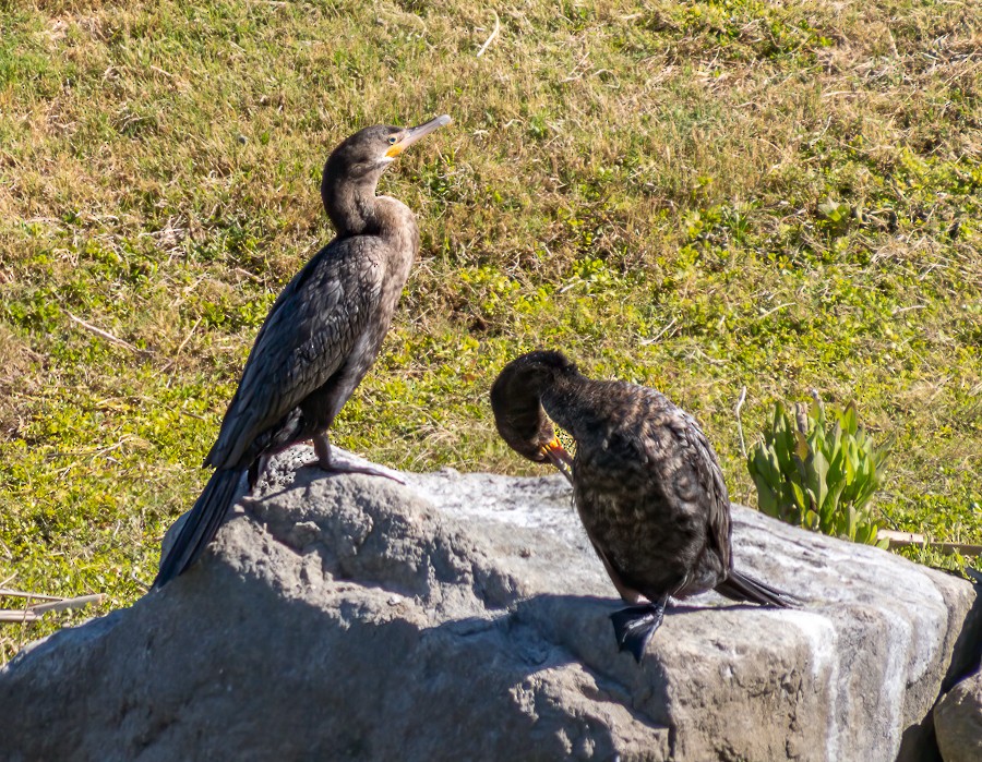 Neotropic Cormorant - ML634193008