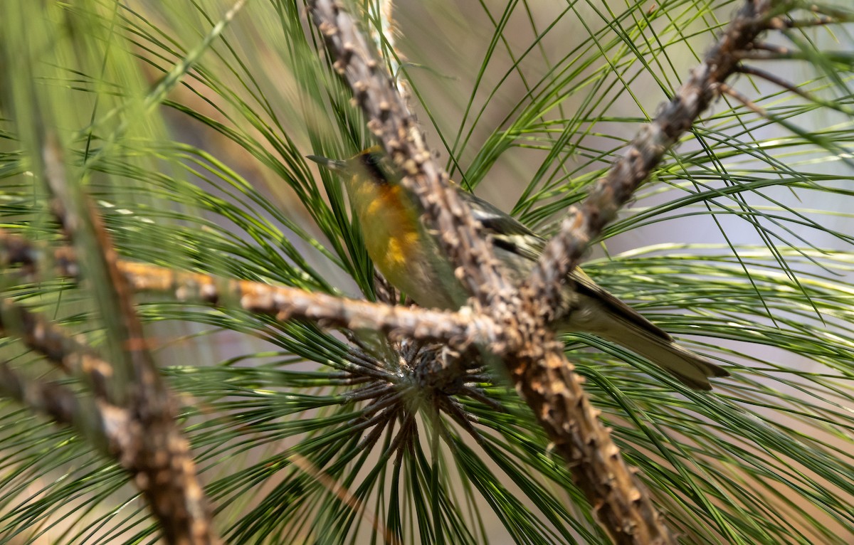 Olive Warbler - ML634193013