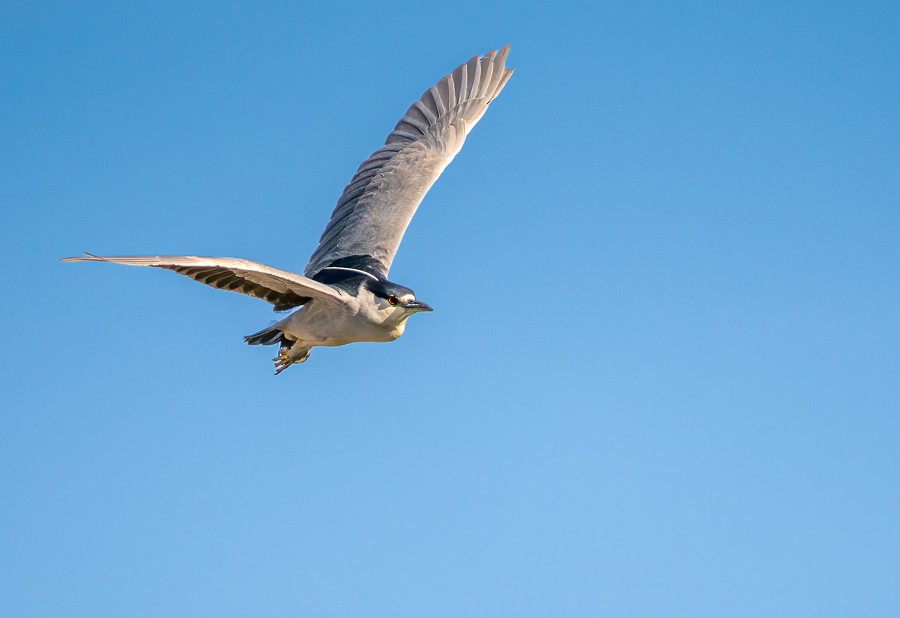 Black-crowned Night Heron - ML634193014