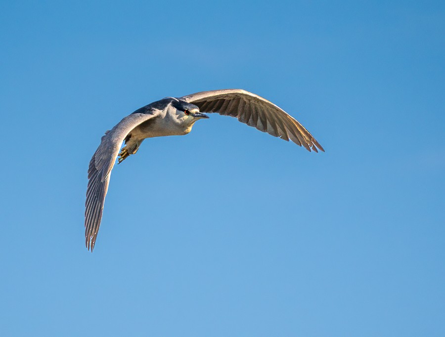 Black-crowned Night Heron - ML634193024