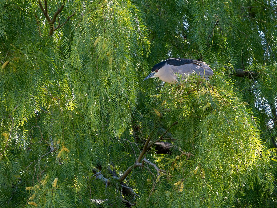 Black-crowned Night Heron - ML634193029