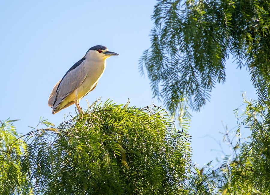 Black-crowned Night Heron - ML634193037