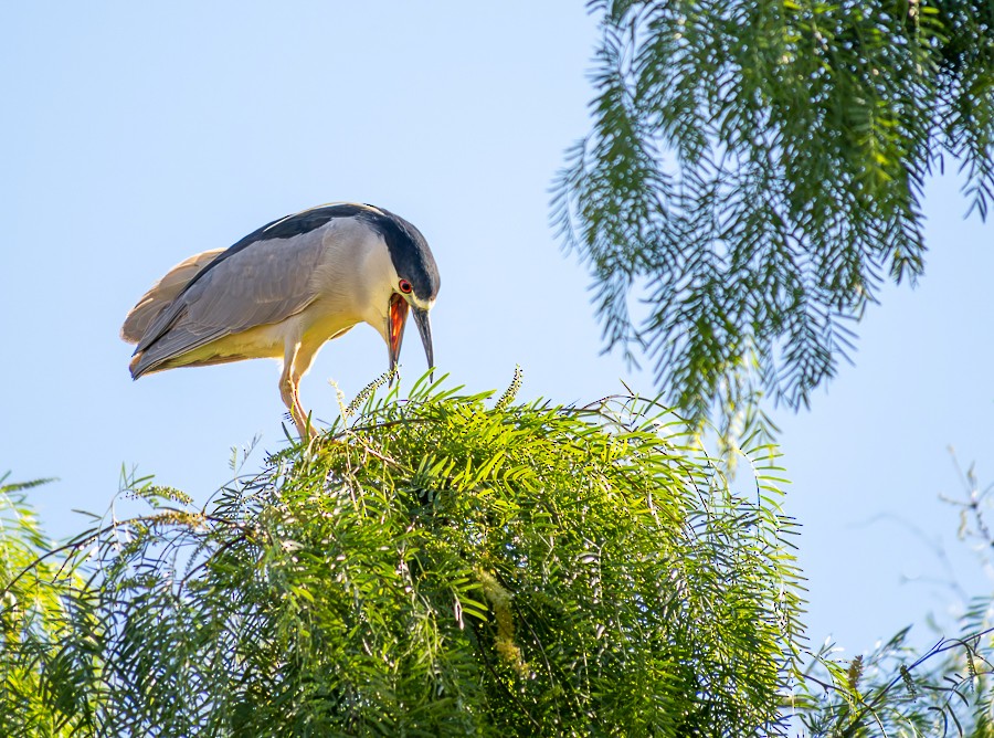 Black-crowned Night Heron - ML634193048