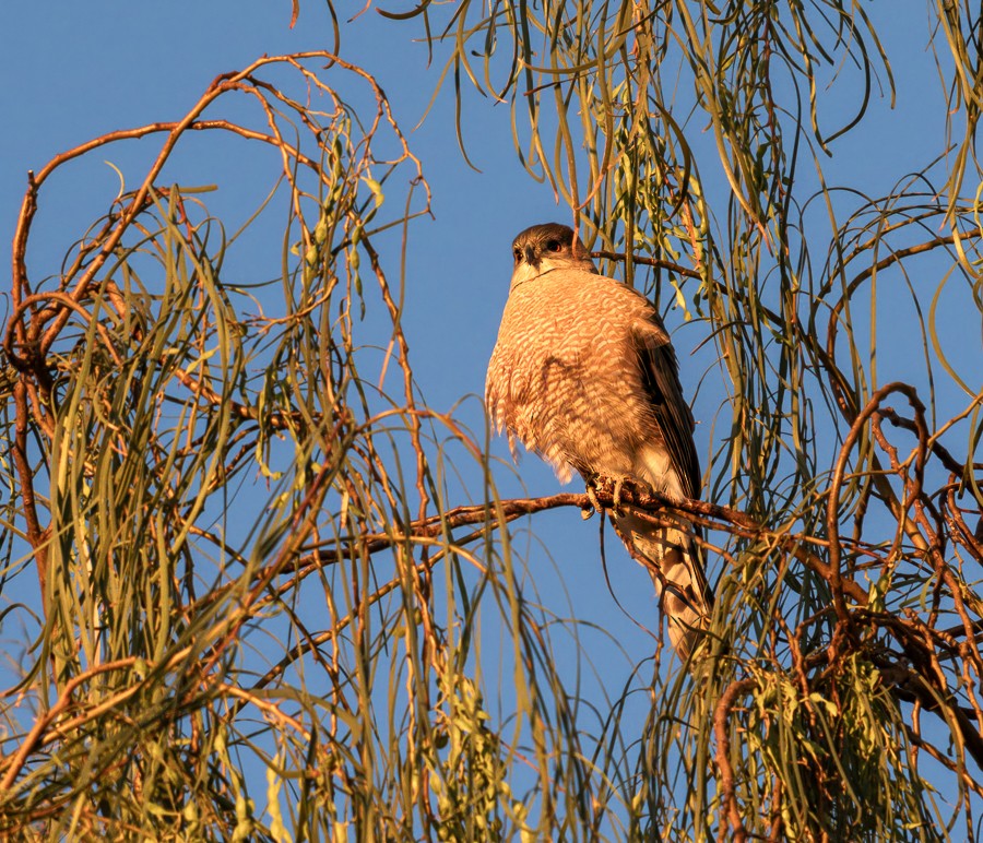 Cooper's Hawk - ML634193060
