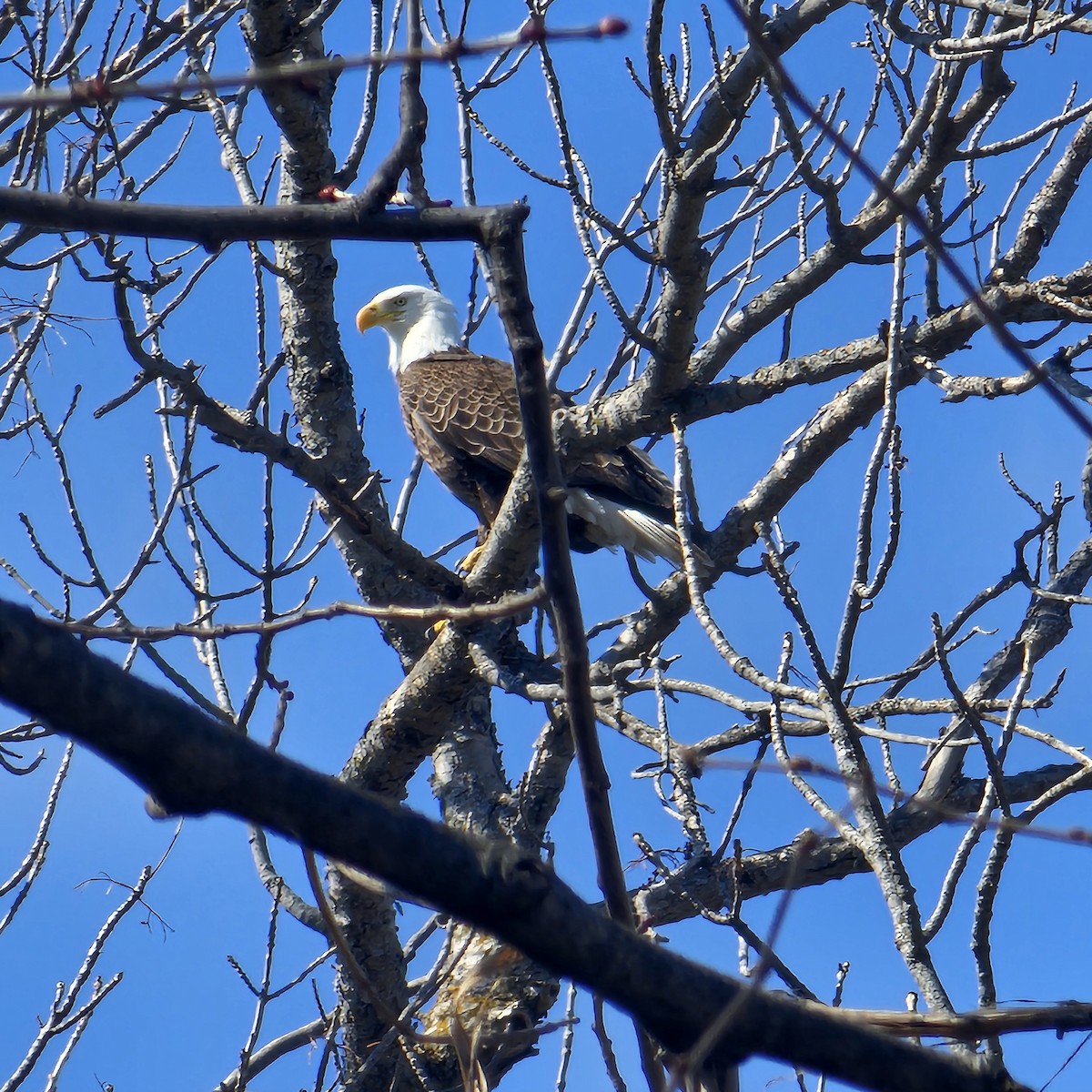 Bald Eagle - ML634193061