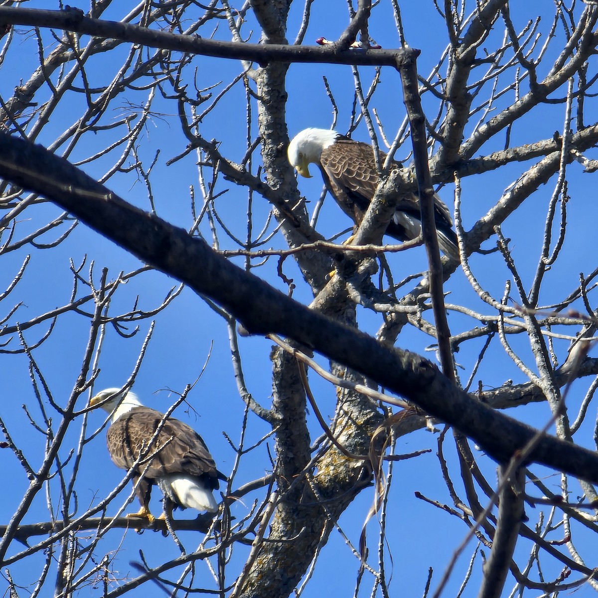 Bald Eagle - ML634193062