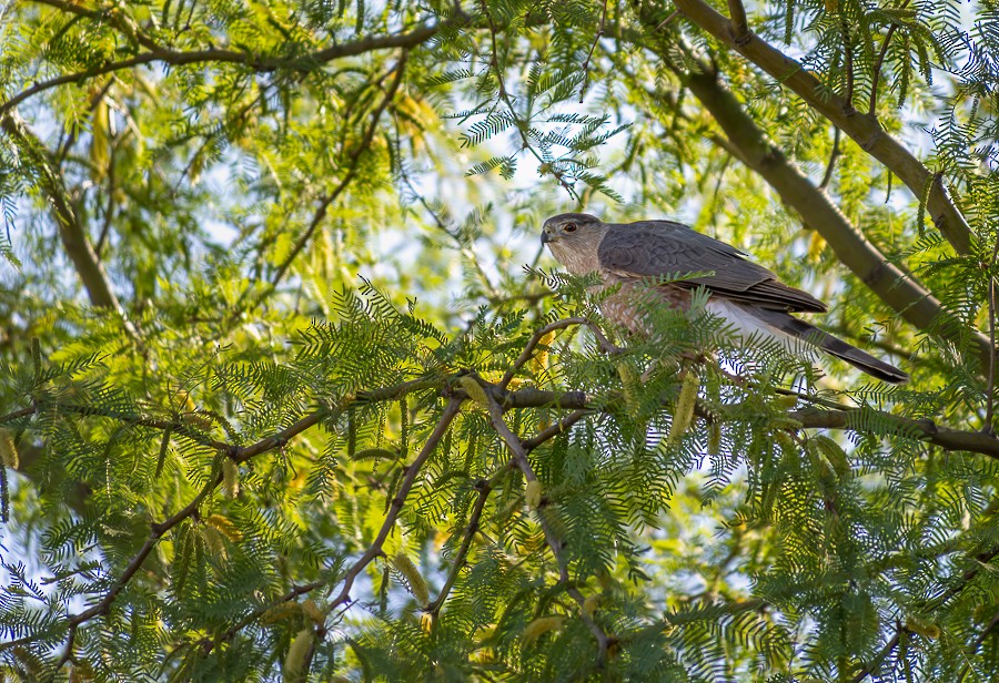 Cooper's Hawk - ML634193069