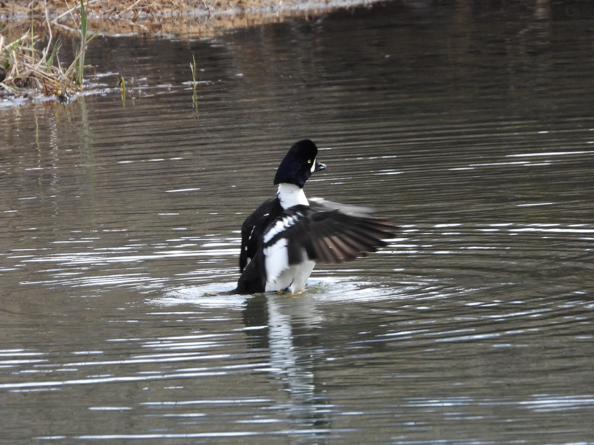 Barrow's Goldeneye - ML634193089