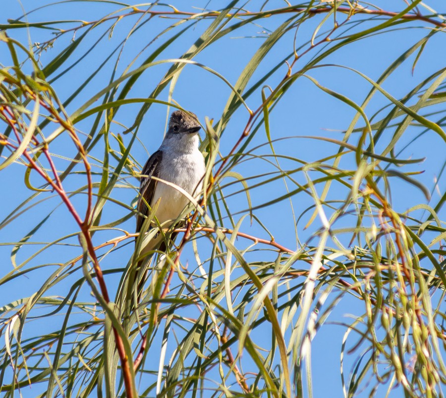 Ash-throated Flycatcher - ML634193108