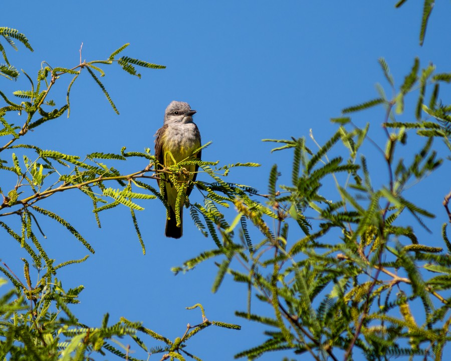 Western Kingbird - ML634193121