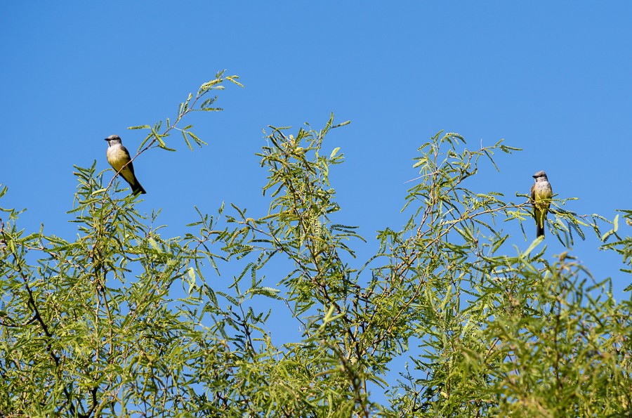 Western Kingbird - ML634193125