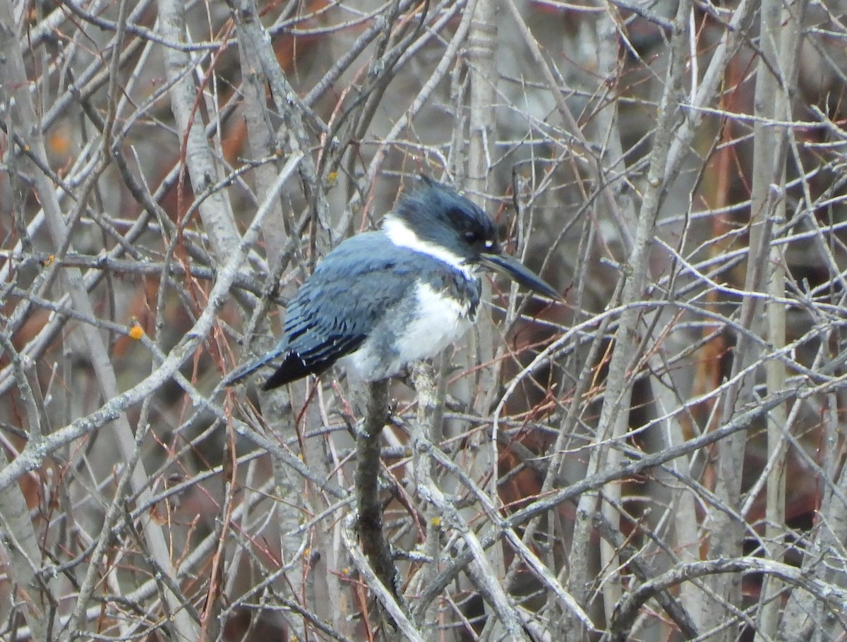 Belted Kingfisher - ML634193142
