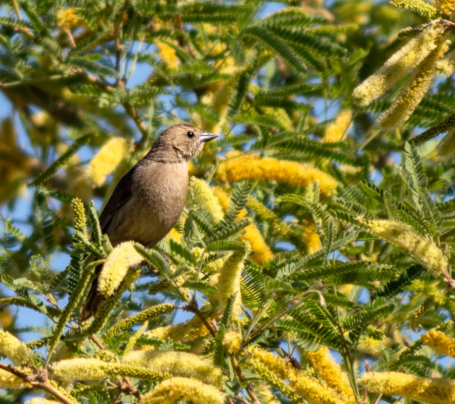 Brown-headed Cowbird - ML634193180