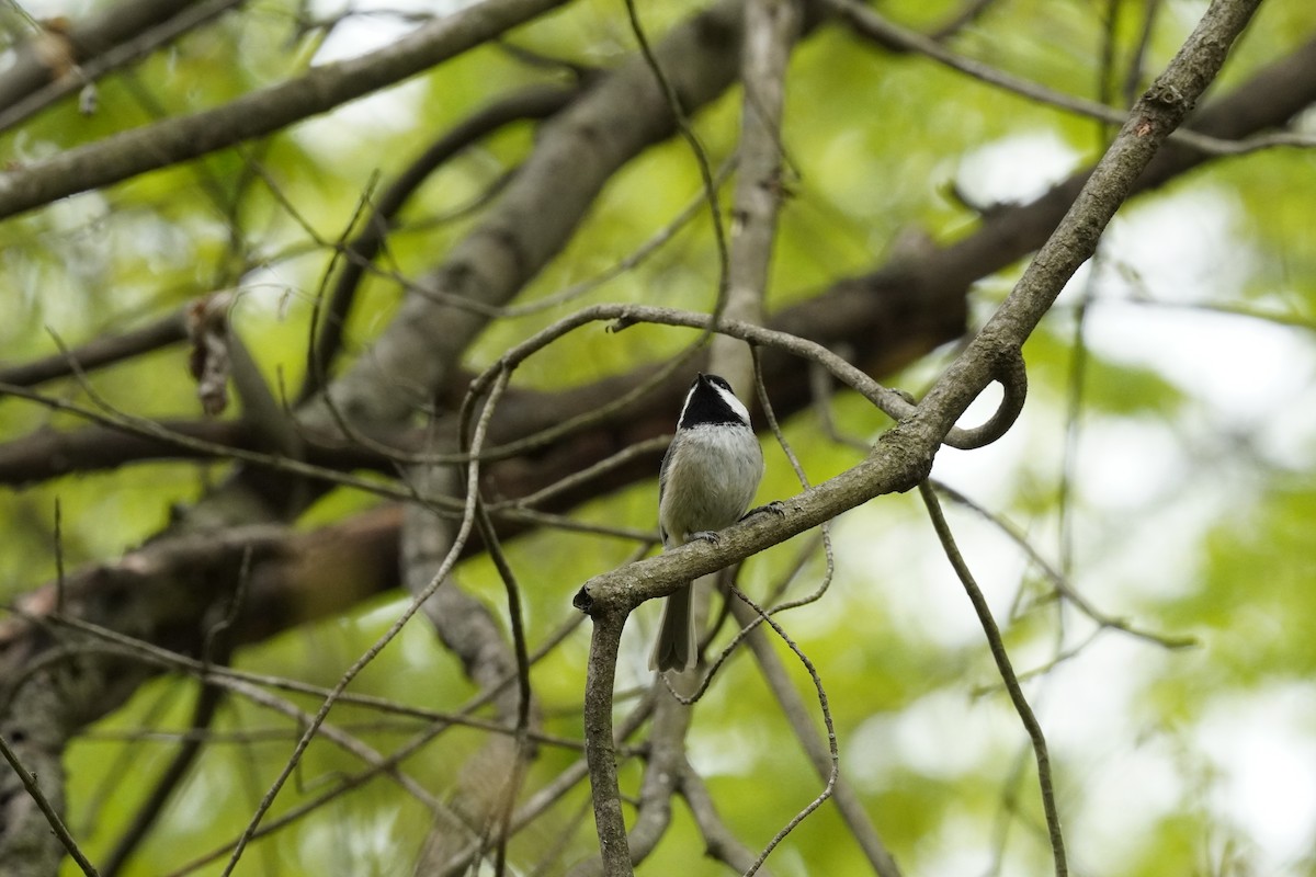Carolina Chickadee - ML634193186