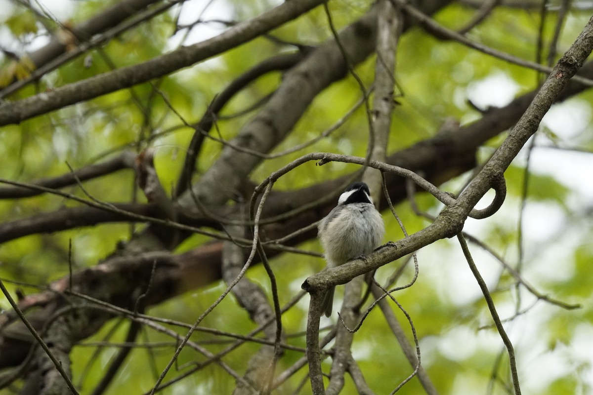 Carolina Chickadee - ML634193188