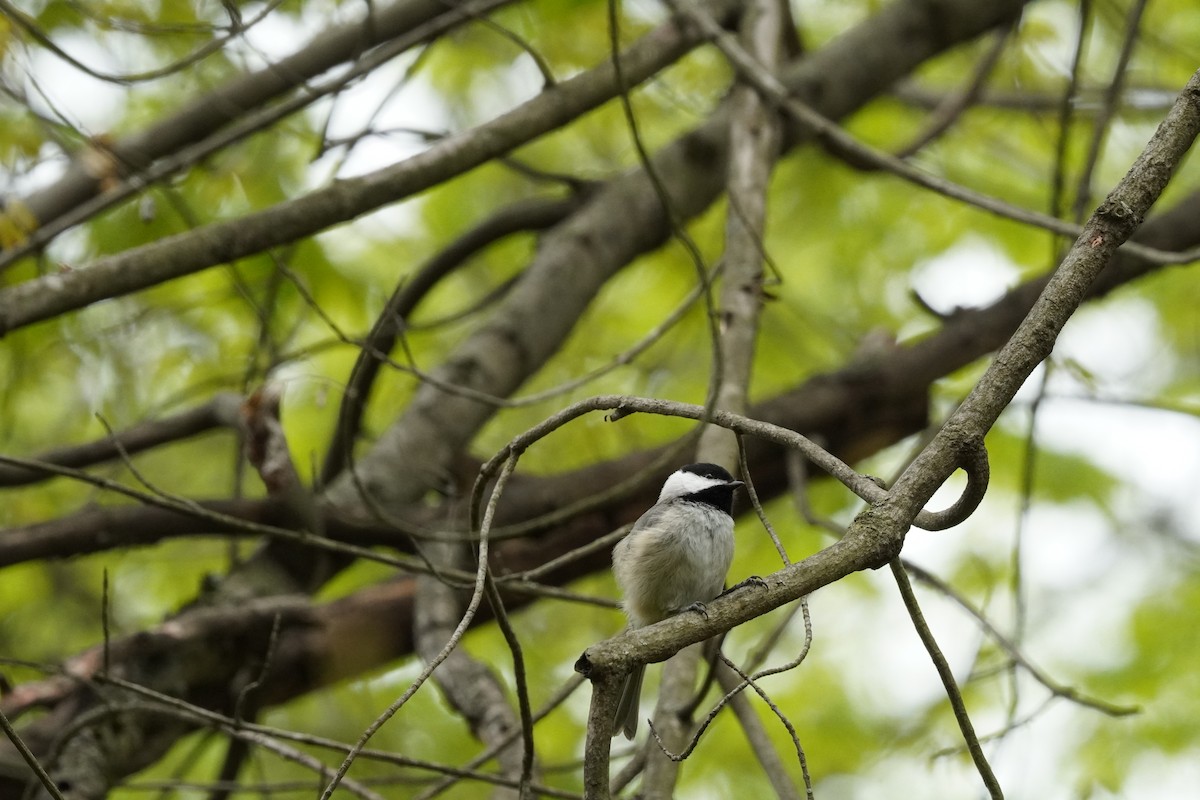 Carolina Chickadee - ML634193189