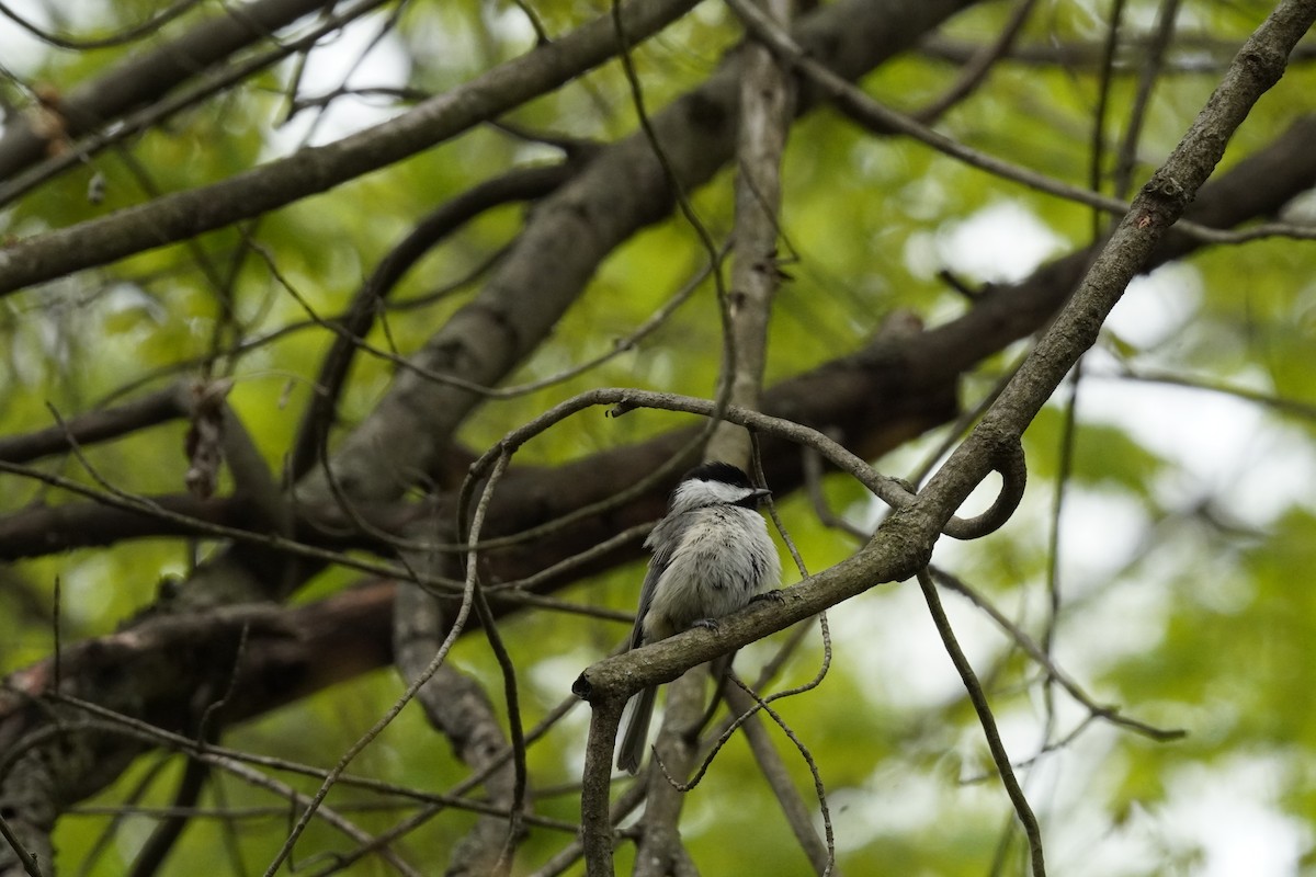 Carolina Chickadee - ML634193190